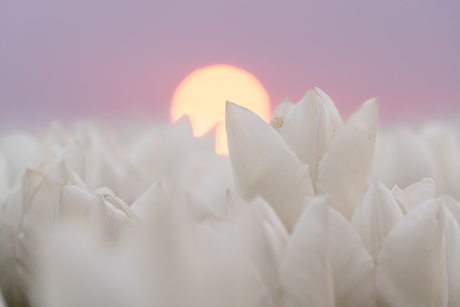 Backlight