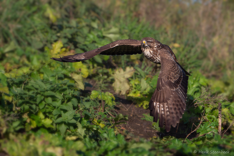 Buizerd vertrekt
