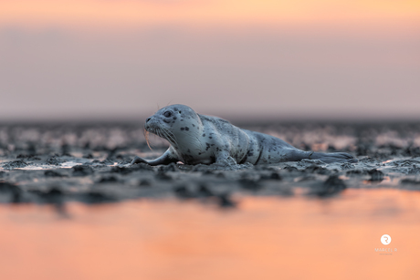 Huiler op Engelsmanplaat