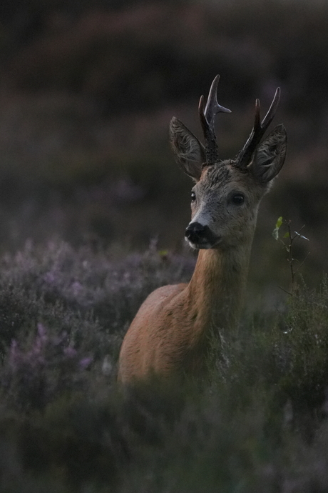 Ree op de Westerheide