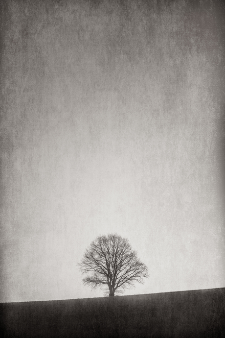 Solitary Trees#1