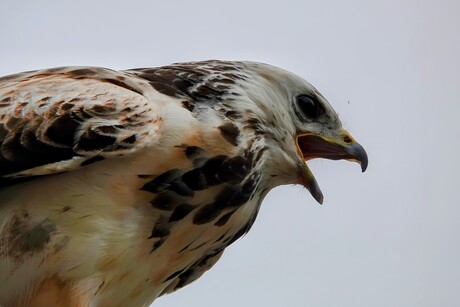 Krijsende buizerd 