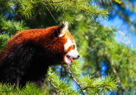 Kleine panda heeft het warm