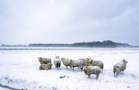 Schapen op de Noordermaatweg