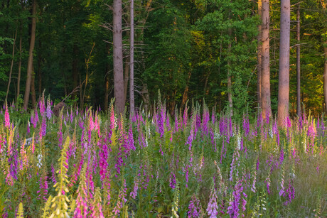 veld met vingerhoedskruid