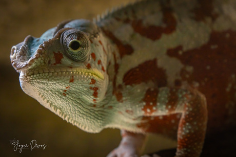 Kameleon