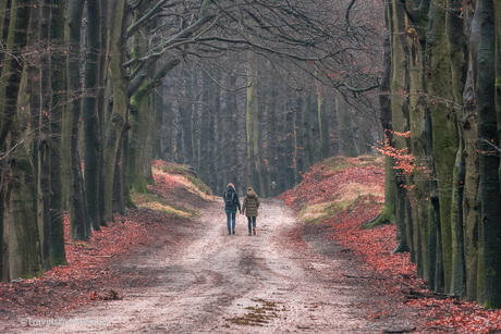 een boswandeling