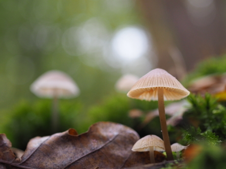 Mycena onbekend