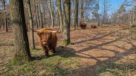 Mookerheide.