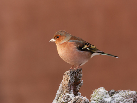 Vink