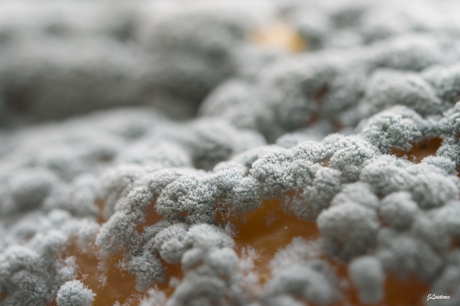 Penicillium italicum?