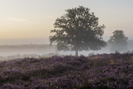 Paarse heide