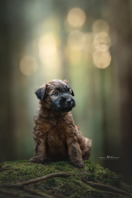Wheaten Terrier puppy
