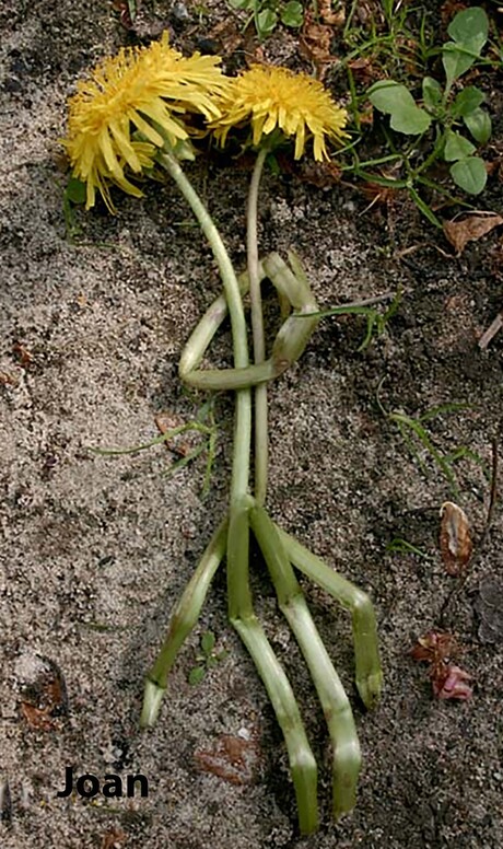 Bloemetjes ....., Het meest gepikte foto die ik ooit gemaakt heb