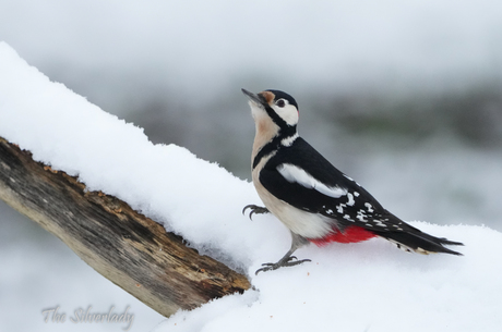 Grote bonte specht in de sneeuw