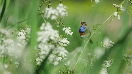 Blauwborst zingt uit volle borst