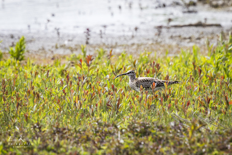 Regenwulp (Numenius phaeopus)