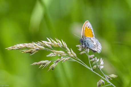 vlinder in het gras