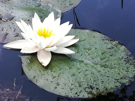 Lotus bloem. 