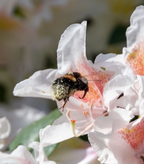 Macro hommel