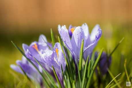 De krokus