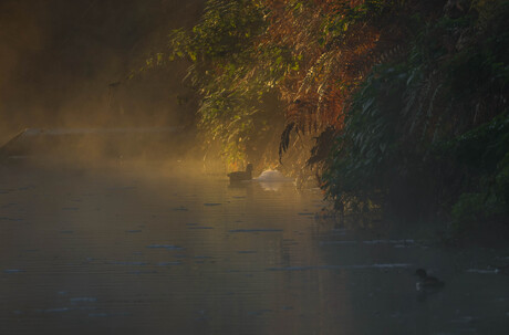 t eerste licht 