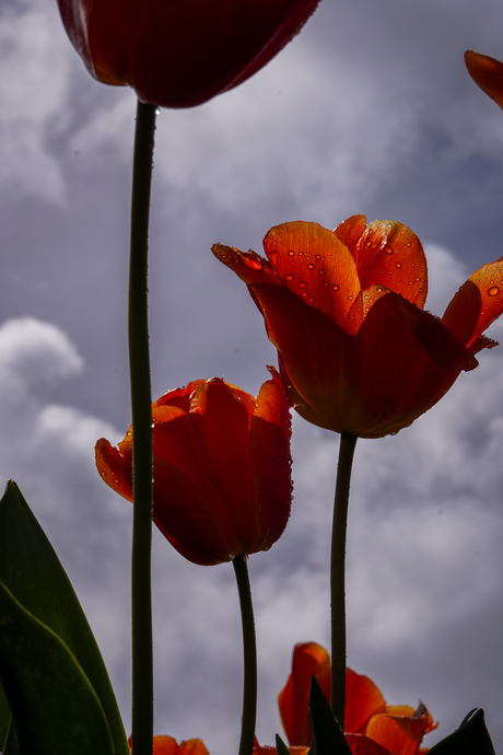 Tulpen in de regen 