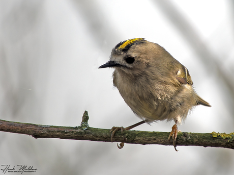 Goudhaan (Regulus regulus)