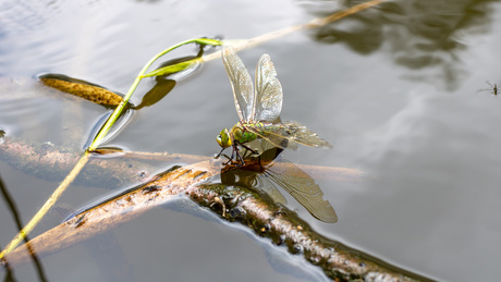 Libelle in sloot