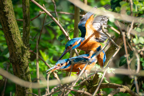 Parende IJsvogeltjes
