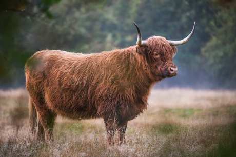 Schotse Hooglander