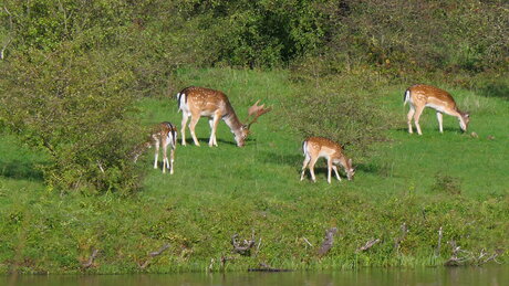 Grazende Damherten
