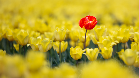 Niet alle tulpen zijn hetzelfde...