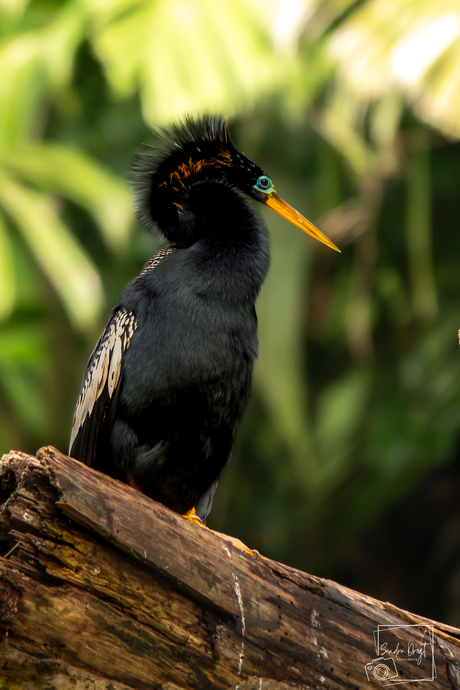 Slangenhals vogel (Anhinga)