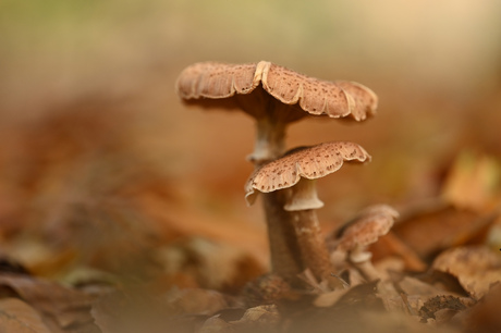 Yalangoch Natalya Kuznetsova