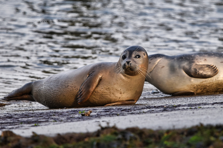 Kijk mij eens mooi te zijn!