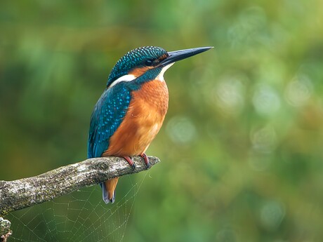 ijsvogel