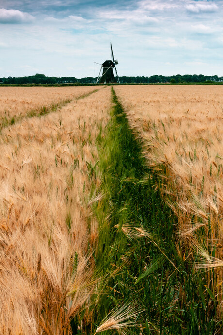 korenveld