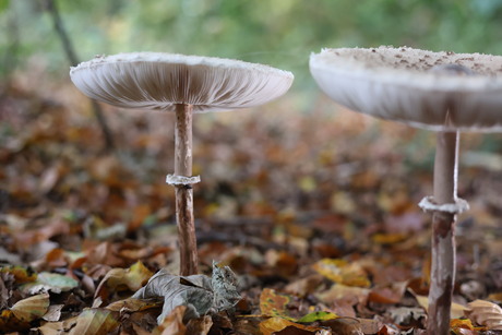 Herfst paddenstoelen