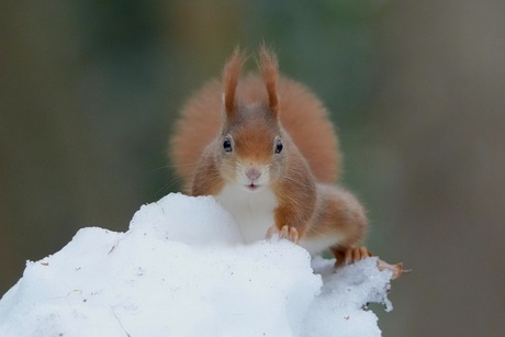 Eekhoorntje in het laatste restje sneeuw