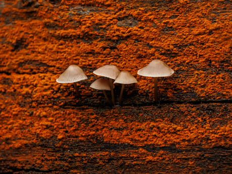 Paddenstoeltjes op een rij