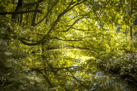 Zomermiddag in het Amsterdamse Bos