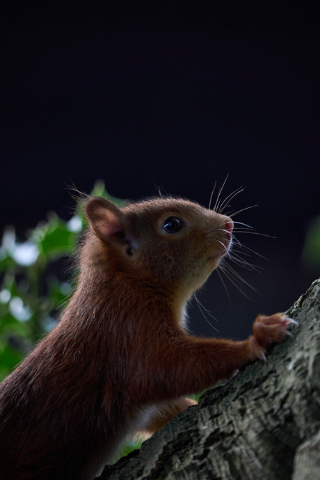 Eekhoorn in het tegenlicht