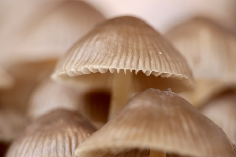 Gills just wanne have fun