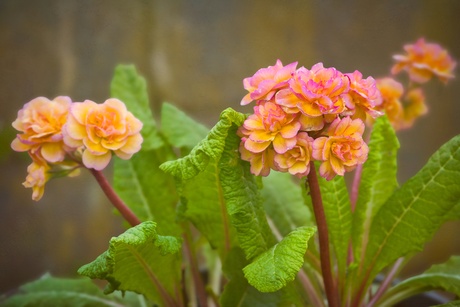 Primula "Pretty Polly Blushing Peach"