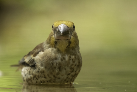 jonge appelvink