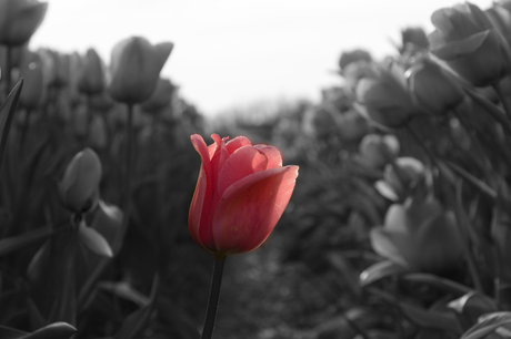 Roze tulp in een tulpenveld - selective color