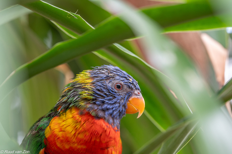 Wat zijn deze gasten brutaal, maar wel héél leuk