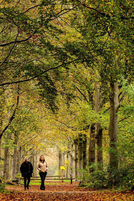 Boswandeling in de herfst