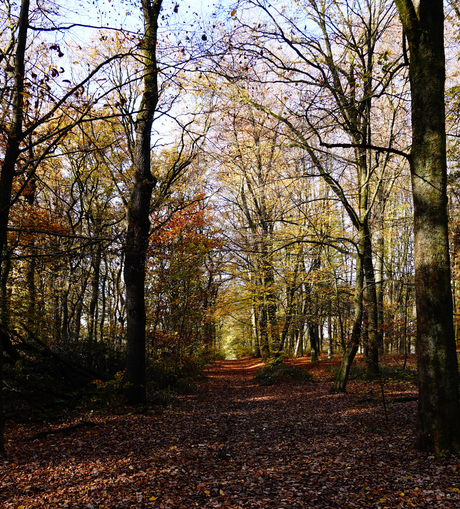 Slenteren door de bladeren